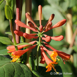 Lonicera brownii (x)'Dropmore Scarlet'