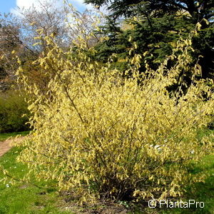 Corylopsis spicata