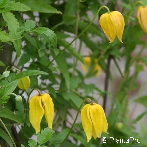 Clematis tibetanassp. tangutica