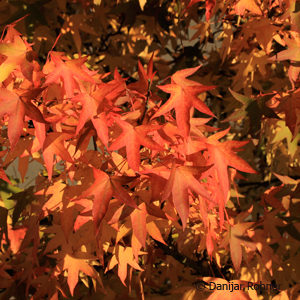 Liquidambar styraciflua