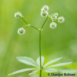 Galium odoratum