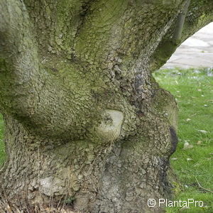 Quercus turneri (x)'Pseudoturneri'