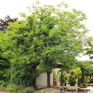 Gymnocladus dioica