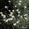 Cerastium tomentosum