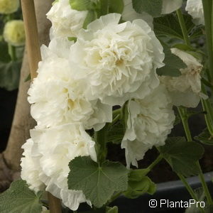 Alcea rosea'Pleniflora' weiss