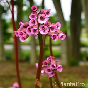 Bergenia cordifolia