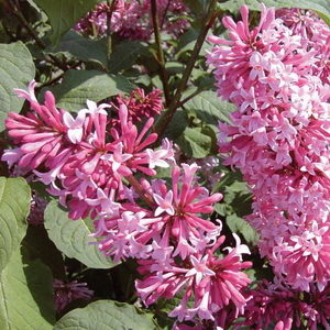 Syringa prestoniae (x)'Redwine'