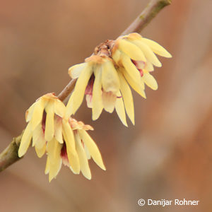 Chimonanthus praecox