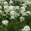 Arabis procurrens'Neuschnee'