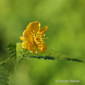 Kerria japonica