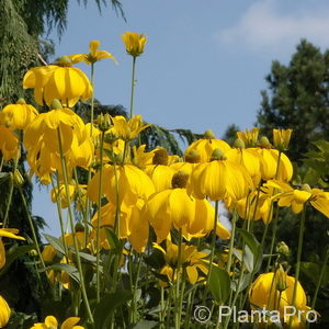 Rudbeckia nitida'Autumn Glory'