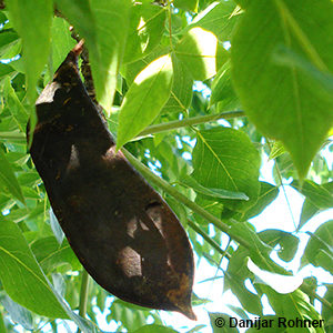 Gymnocladus dioica