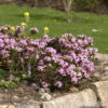 Daphne cneorum