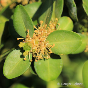 Buxus sempervirens'Rotundifolia'