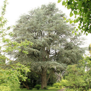 Cedrus libani'Glauca'