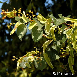 Tilia cordata