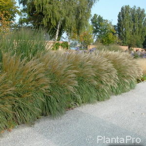 Miscanthus sinensis'Yaku Jima''