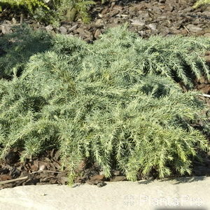 Cedrus deodara'Feeling Blue'