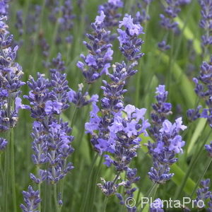 Lavandula angustifolia'Munstead'