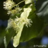 Tilia cordata'Greenspire'