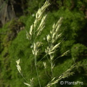 Helictotrichon sempervirens