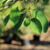 Amelanchier rotundifolia