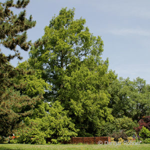 Metasequoia glyptostroboides