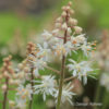 Tiarella cordifolia