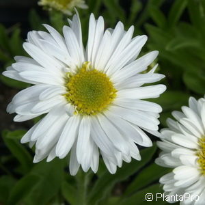 Aster alpinusweiss