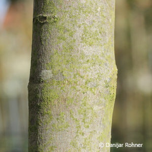 Acer rubrum'Red Sunset'