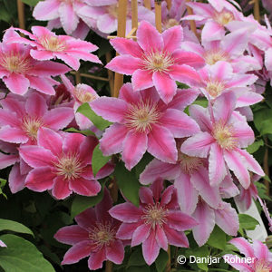 Clematis'Dr. Ruppel'