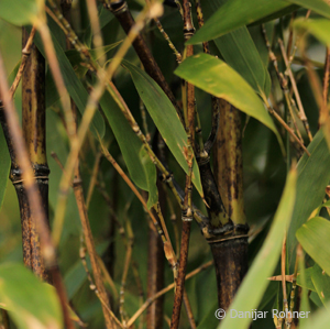 Phyllostachys nigra