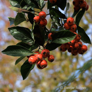 Crataegus lavalleei (x)