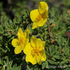 Potentilla fruticosa'Goldteppich'