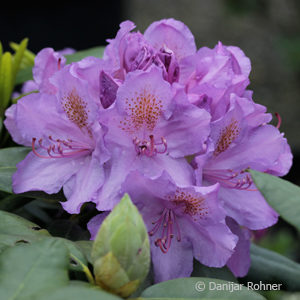 Rhododendron (Catawbiense-Gruppe)'Catawbiense Grandiflorum'