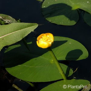 Nuphar lutea