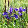 Iris sibiricaviolett