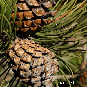 Pinus mugo