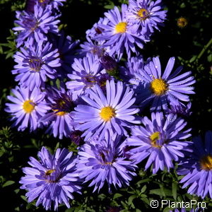 Aster (Dumosus-Gruppe)'Prof. Anton Kippenberg'