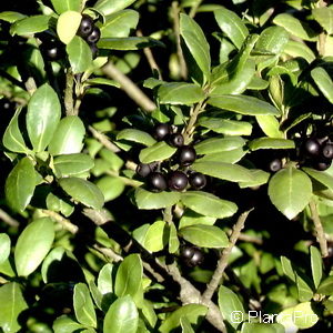 Ilex crenata'Hetzii'