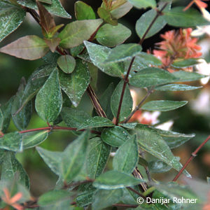 Abelia grandiflora (x)