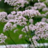 Valeriana officinalis