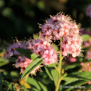 Spiraea japonica'Genpei' ('Shirobana')