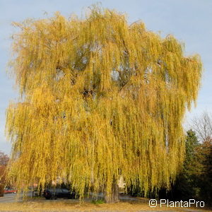 Salix sepulcralis (x)'Chrysocoma'