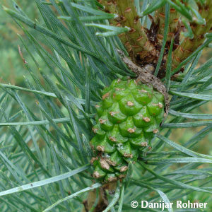 Pinus sylvestris'Watereri'