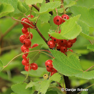 Ribes (Johannisbeere)'Jonkheer van Tets'