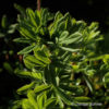 Potentilla fruticosa'Goldteppich'