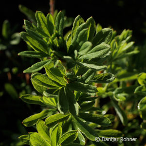 Potentilla fruticosa'Goldteppich'