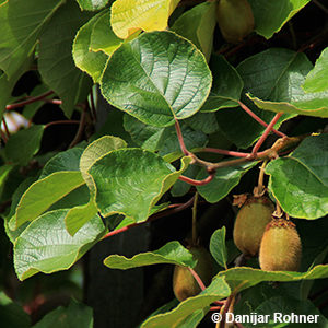 Actinidia deliciosaweiblich