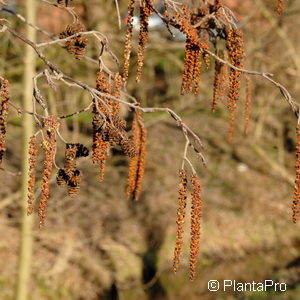 Alnus incana